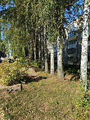 Берёзки